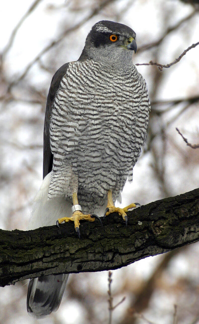 Azor común (Accipiter gentilis)