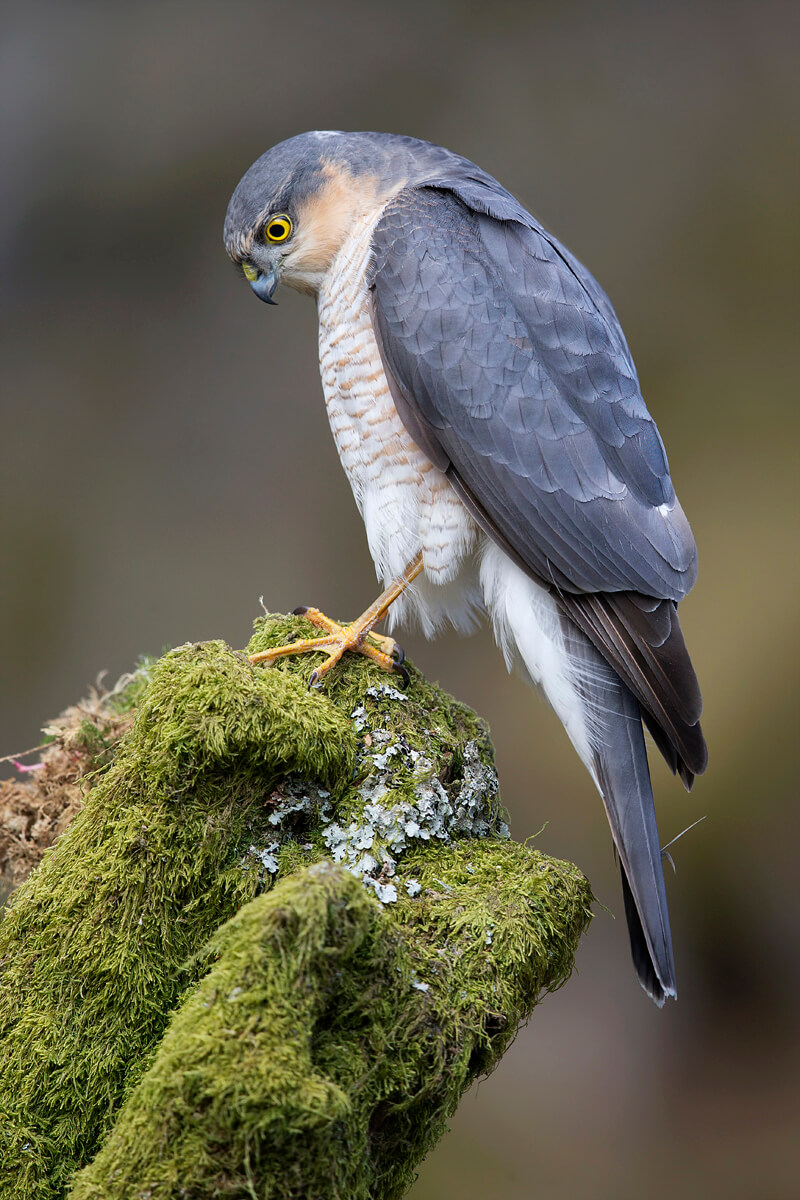 Gavilán común (Accipiter nisus)