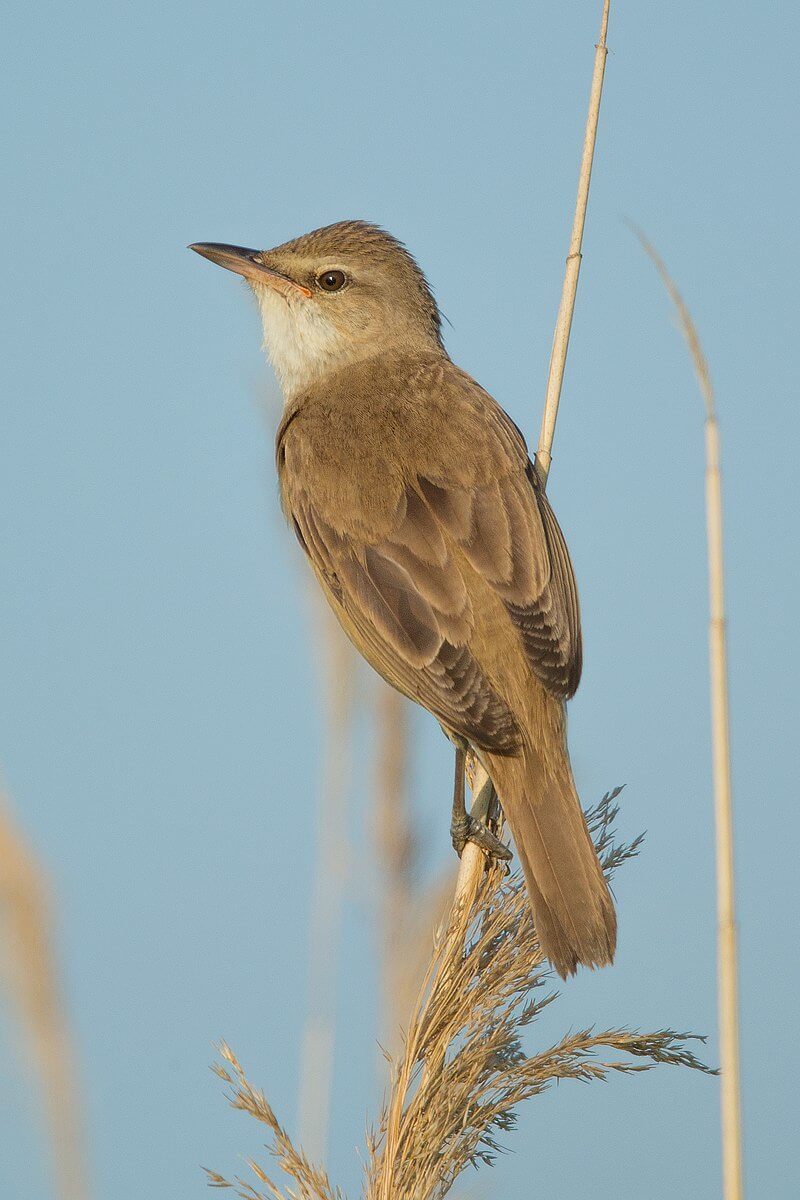 Carricero tordal (Acrocephalus arundinaceus)