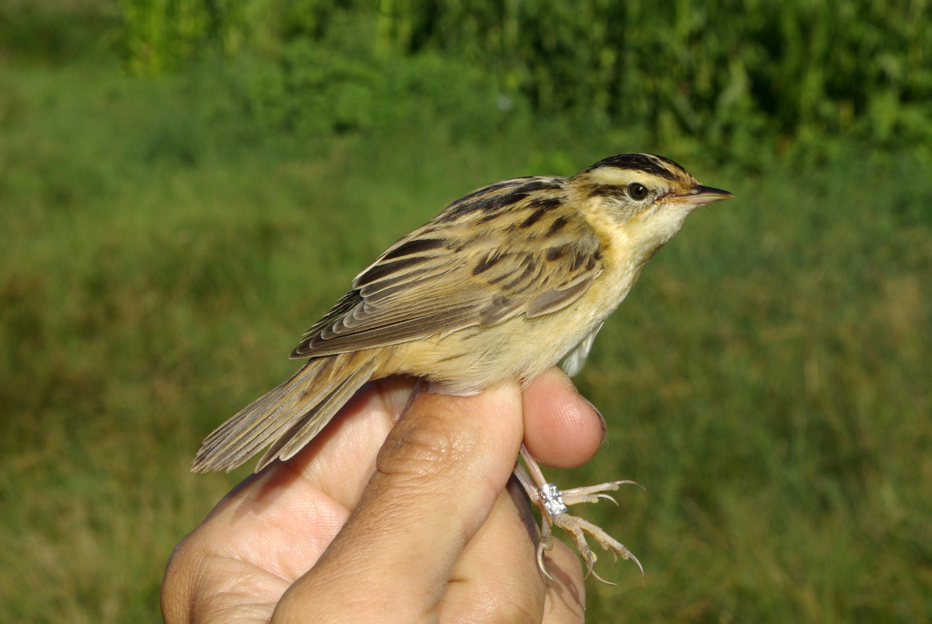 Carricerín cejudo (Acrocephalus paludicola)