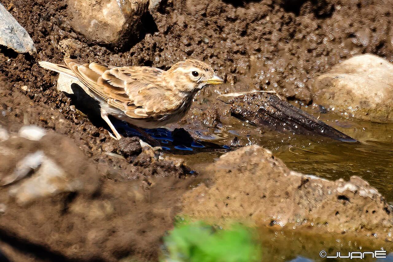 Terrera marismeña (Alaudala rufescens)