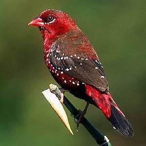 Bengalí rojo (Amandava amandava)