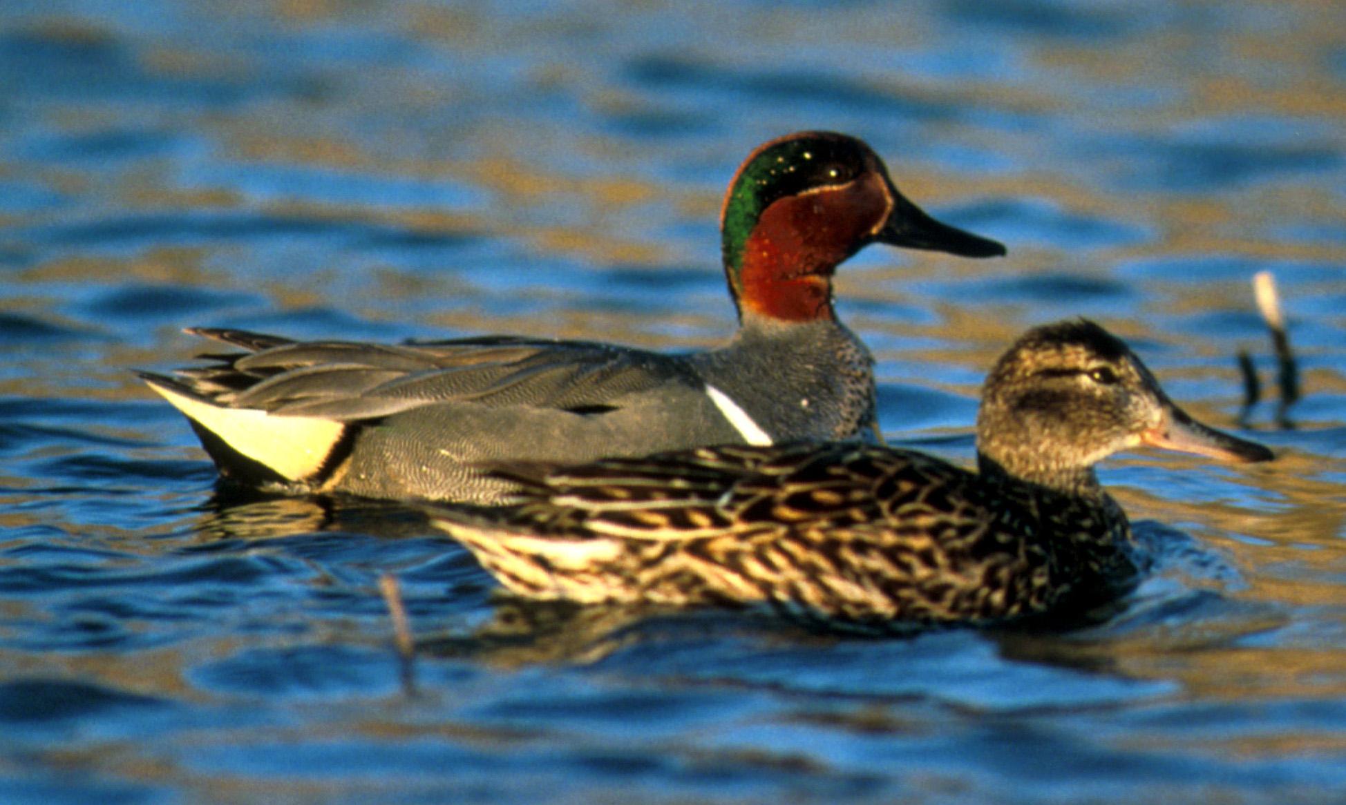 Cerceta americana (Anas carolinensis)
