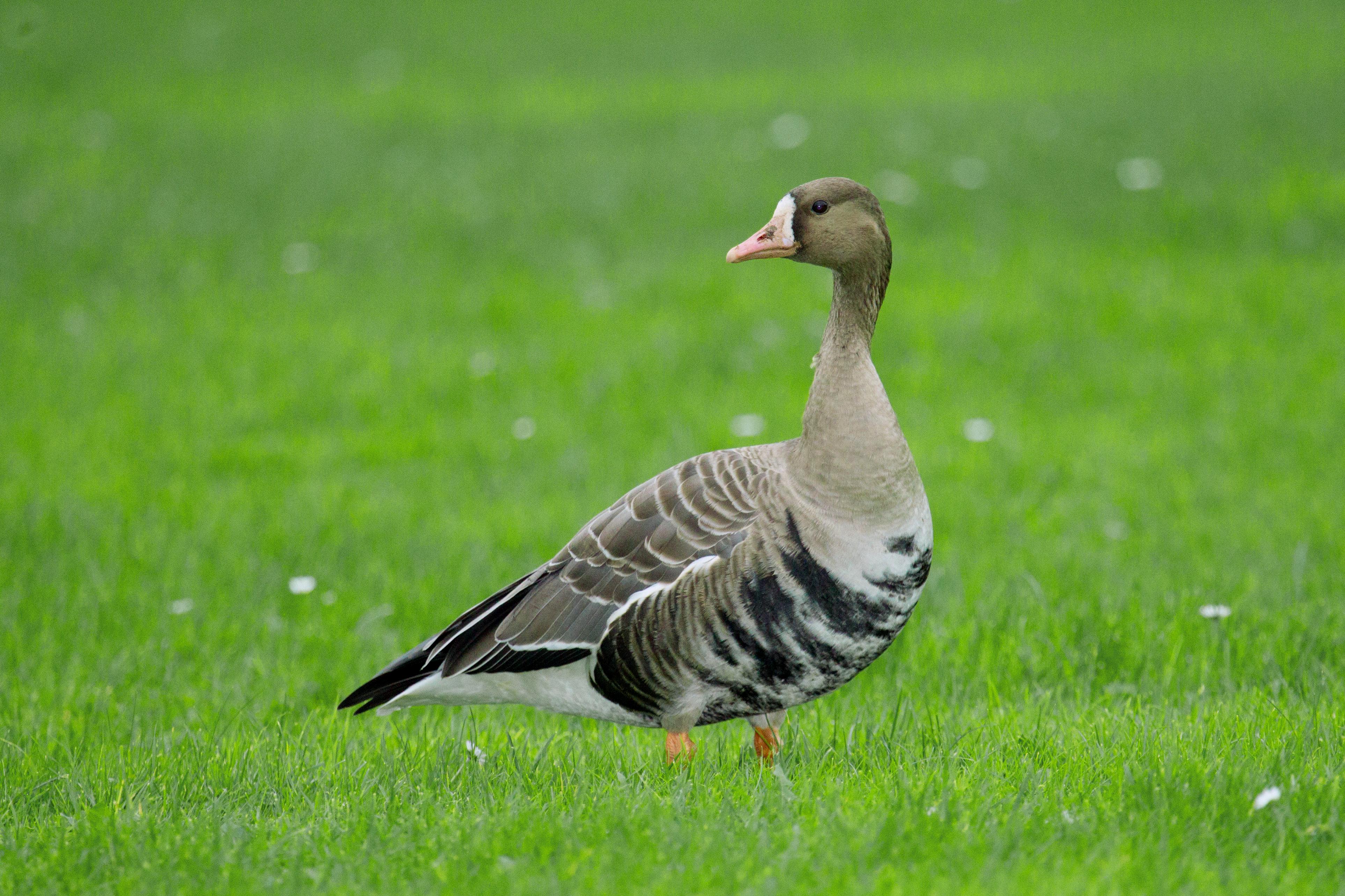 Ánsar careto (Anser albifrons)