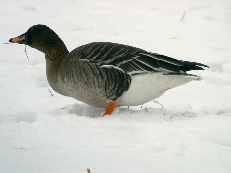 Ánsar campestre de la tundra (Anser serrirostris)