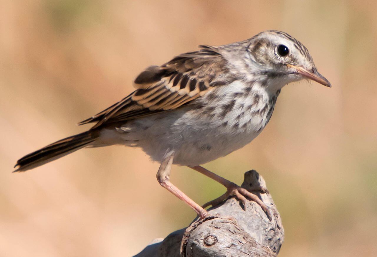 Bisbita caminero (Anthus berthelotii)