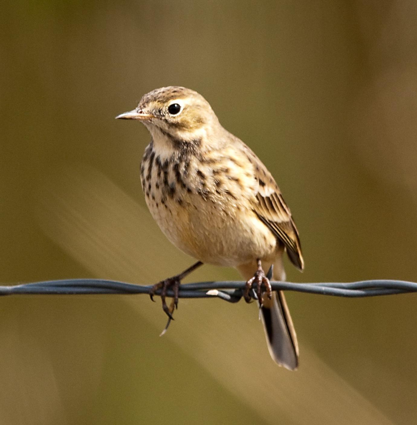 Bisbita pechianteado (Anthus rubescens)