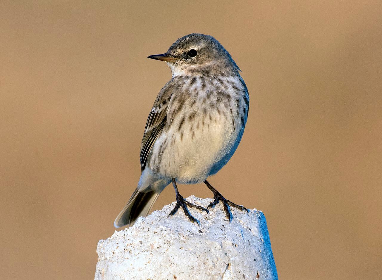 Bisbita alpino (Anthus spinoletta)
