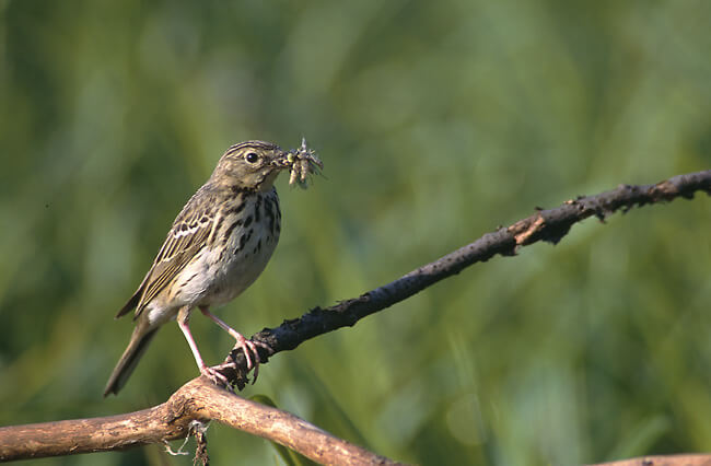 Bisbita arbóreo (Anthus trivialis)