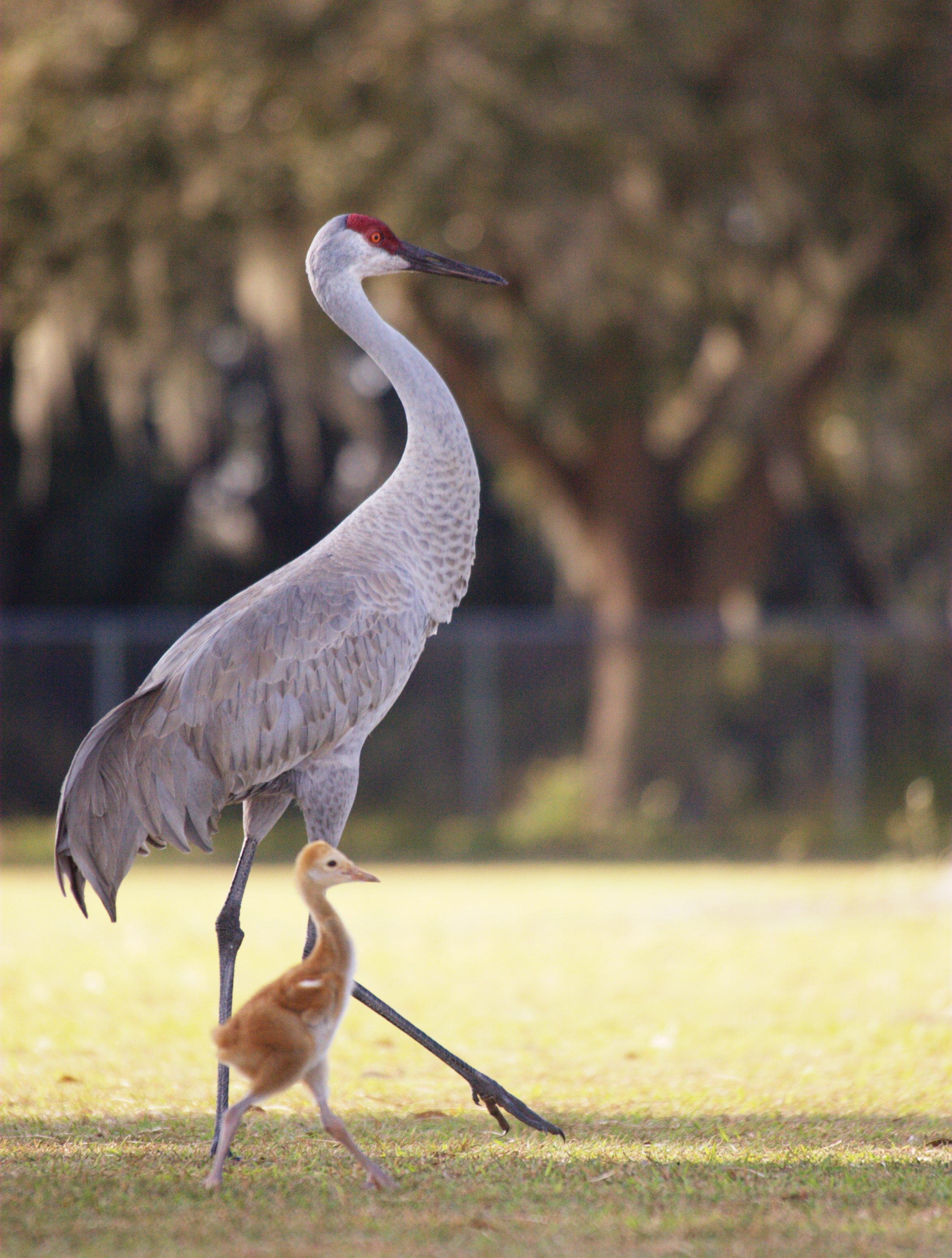 Grulla canadiense (Antigone canadensis)