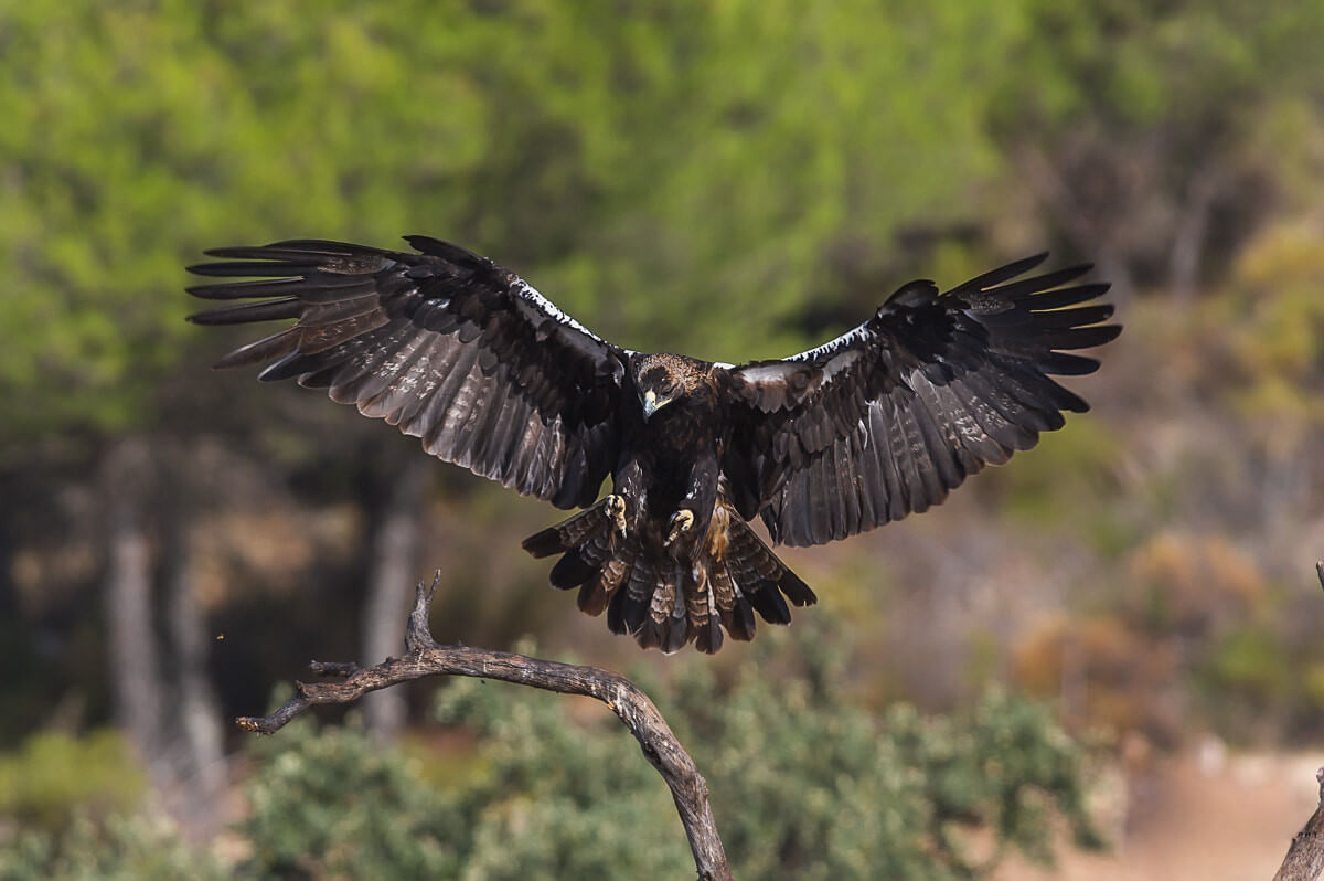 Águila imperial ibérica (Aquila adalberti)