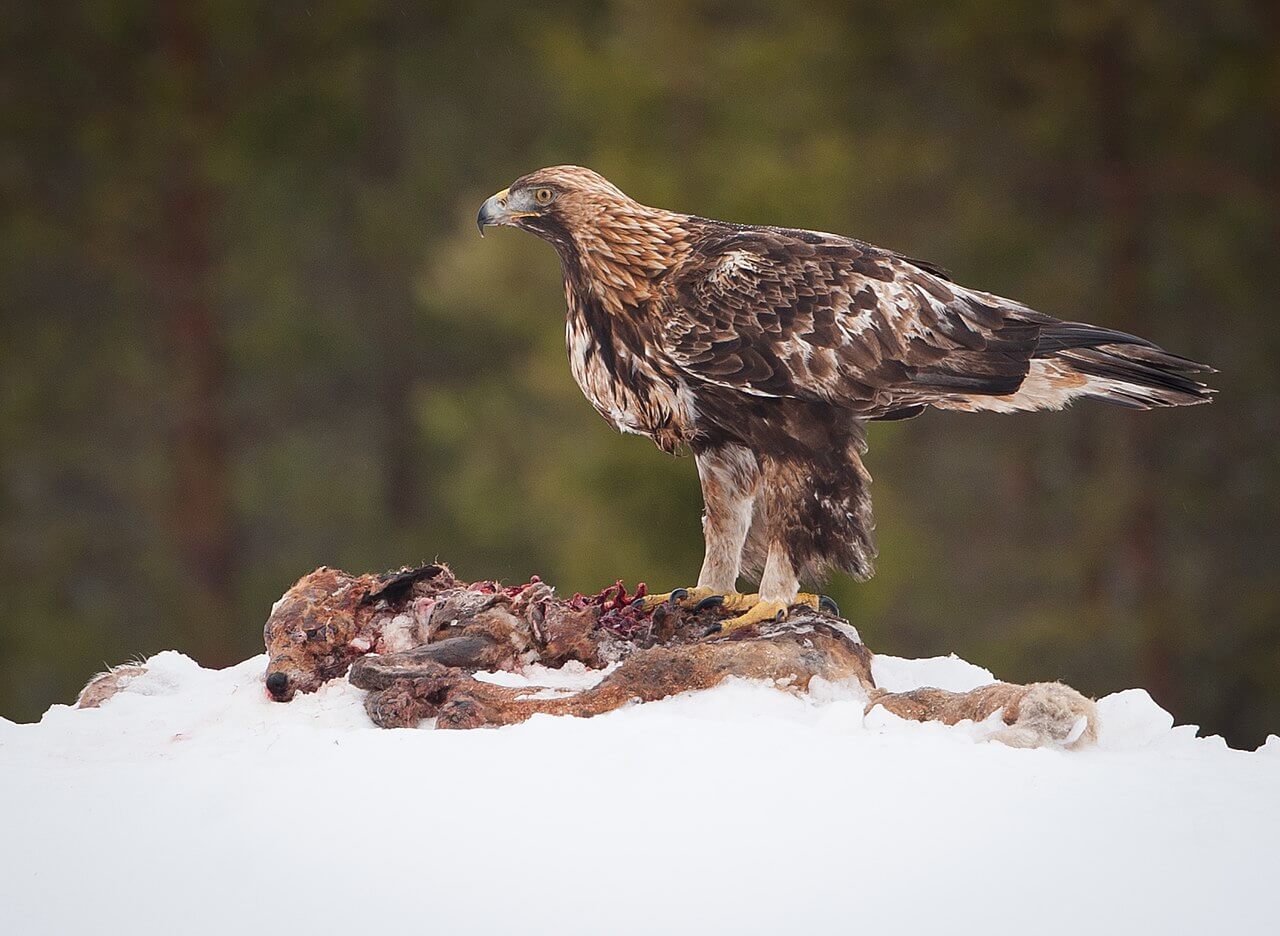 Águila real (Aquila chrysaetos)