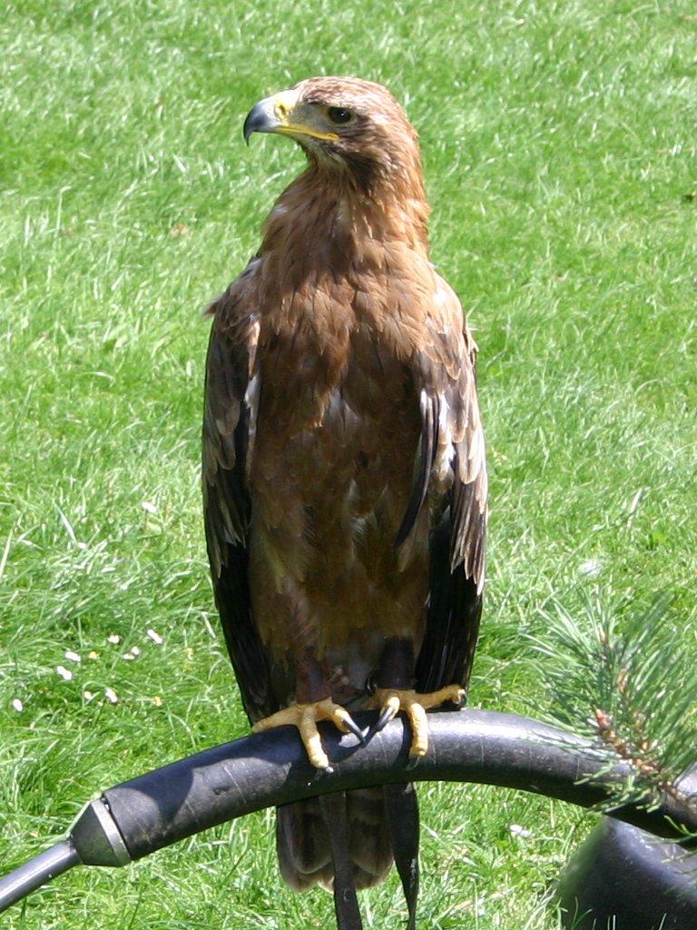 Águila esteparia (Aquila nipalensis)