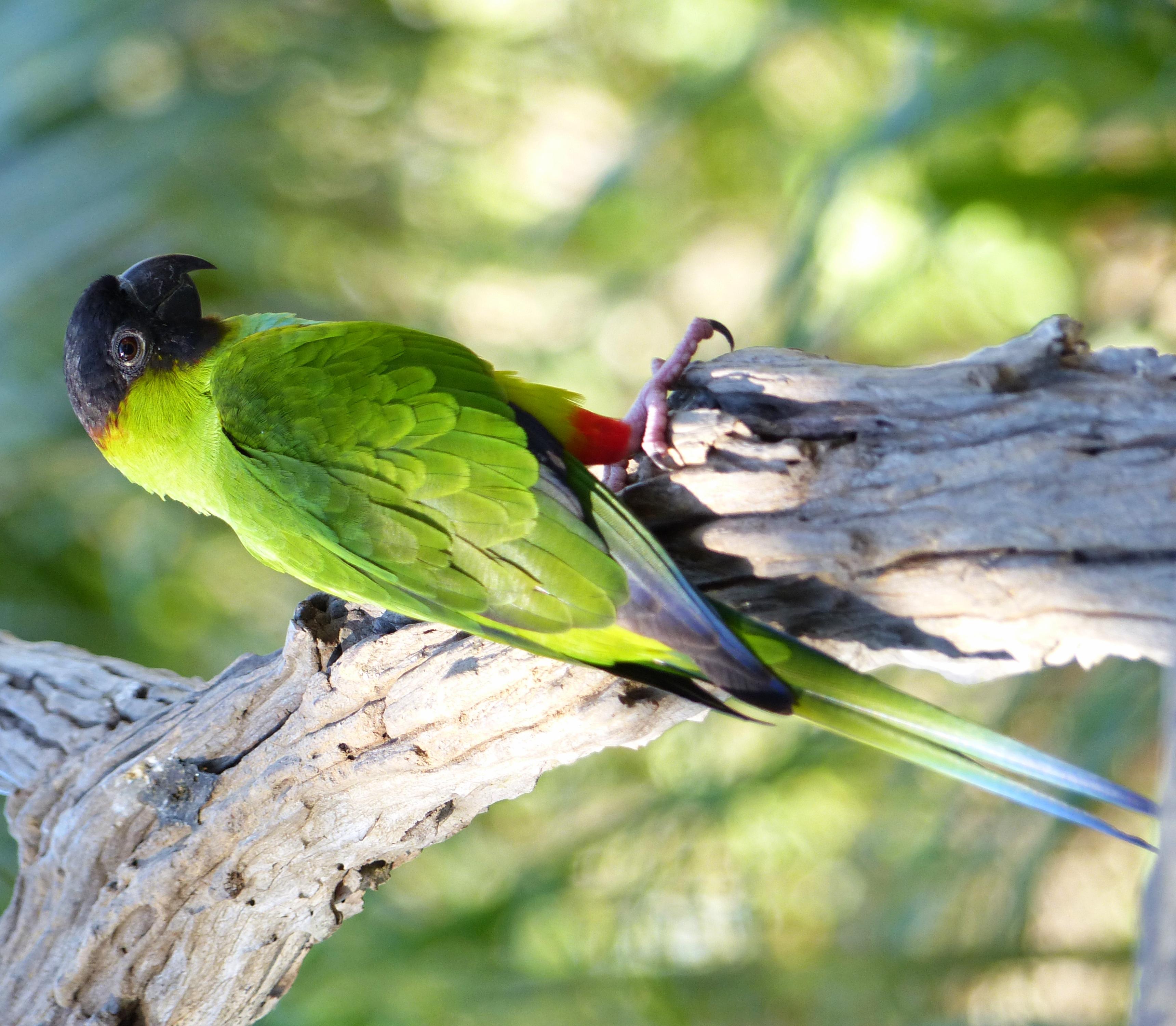 Aratinga ñanday (Aratinga nenday)