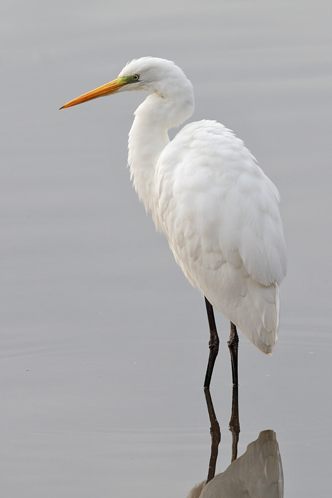 Garceta grande (Ardea alba)