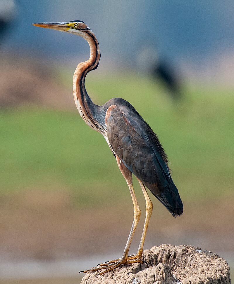 Garza imperial (Ardea purpurea)