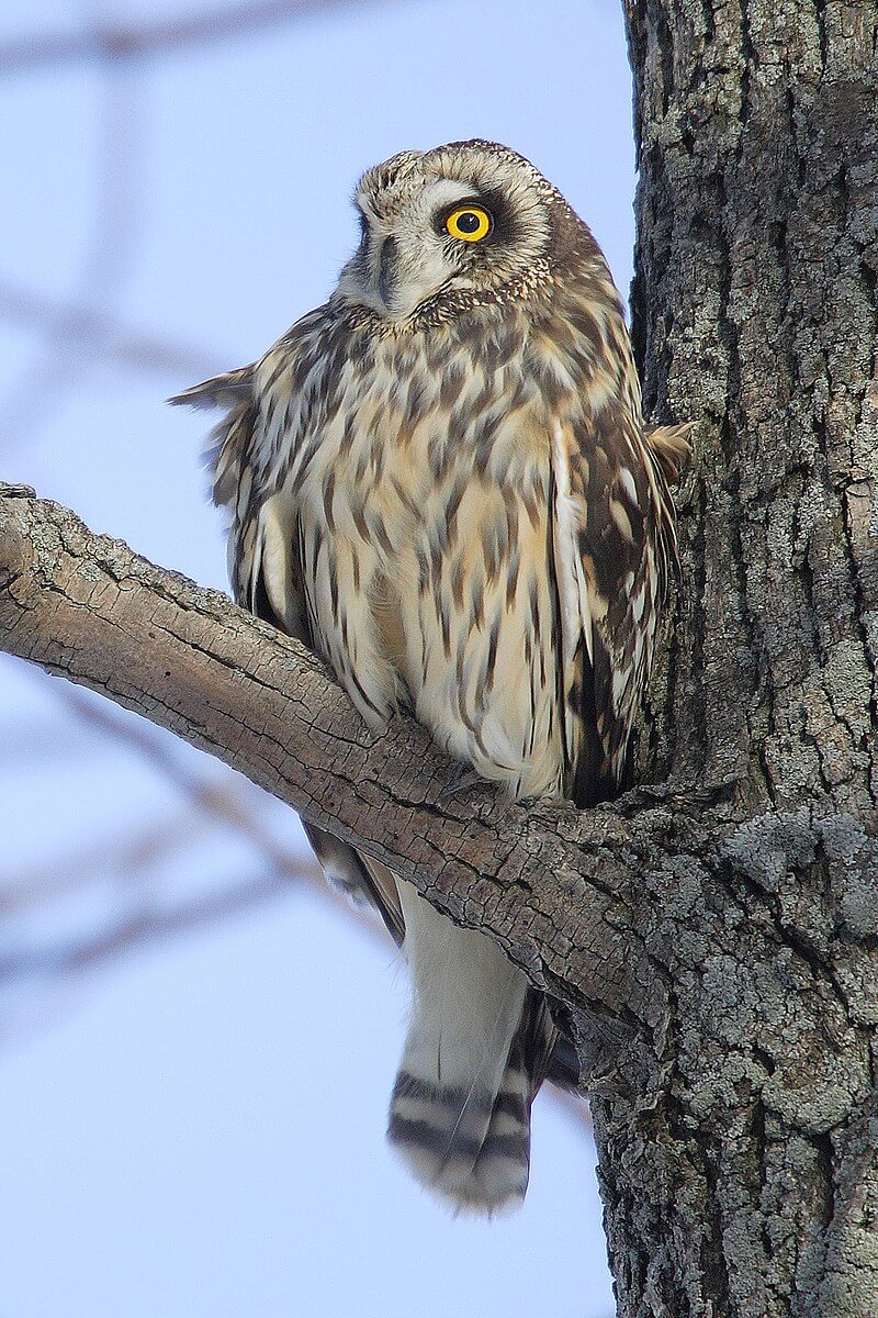 Búho campestre (Asio flammeus)