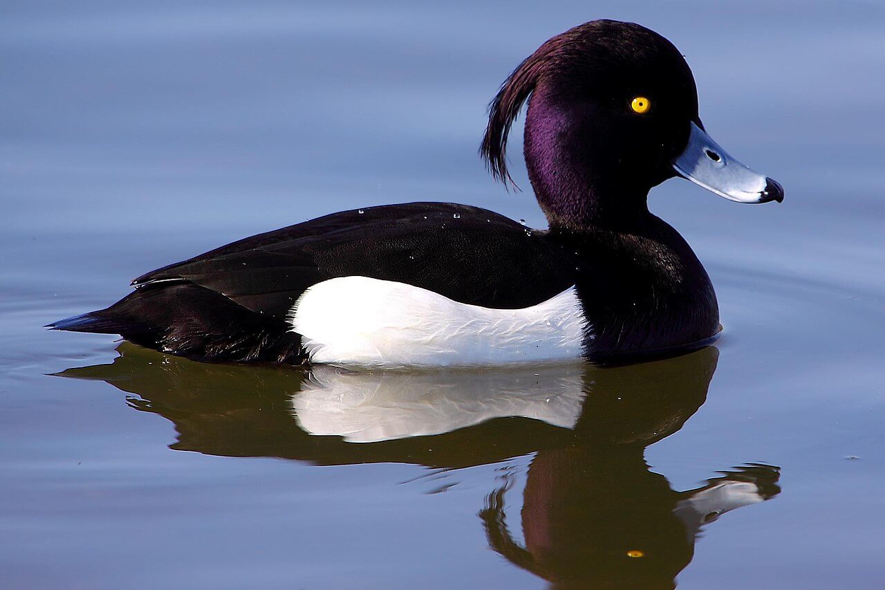 Porrón moñudo (Aythya fuligula)