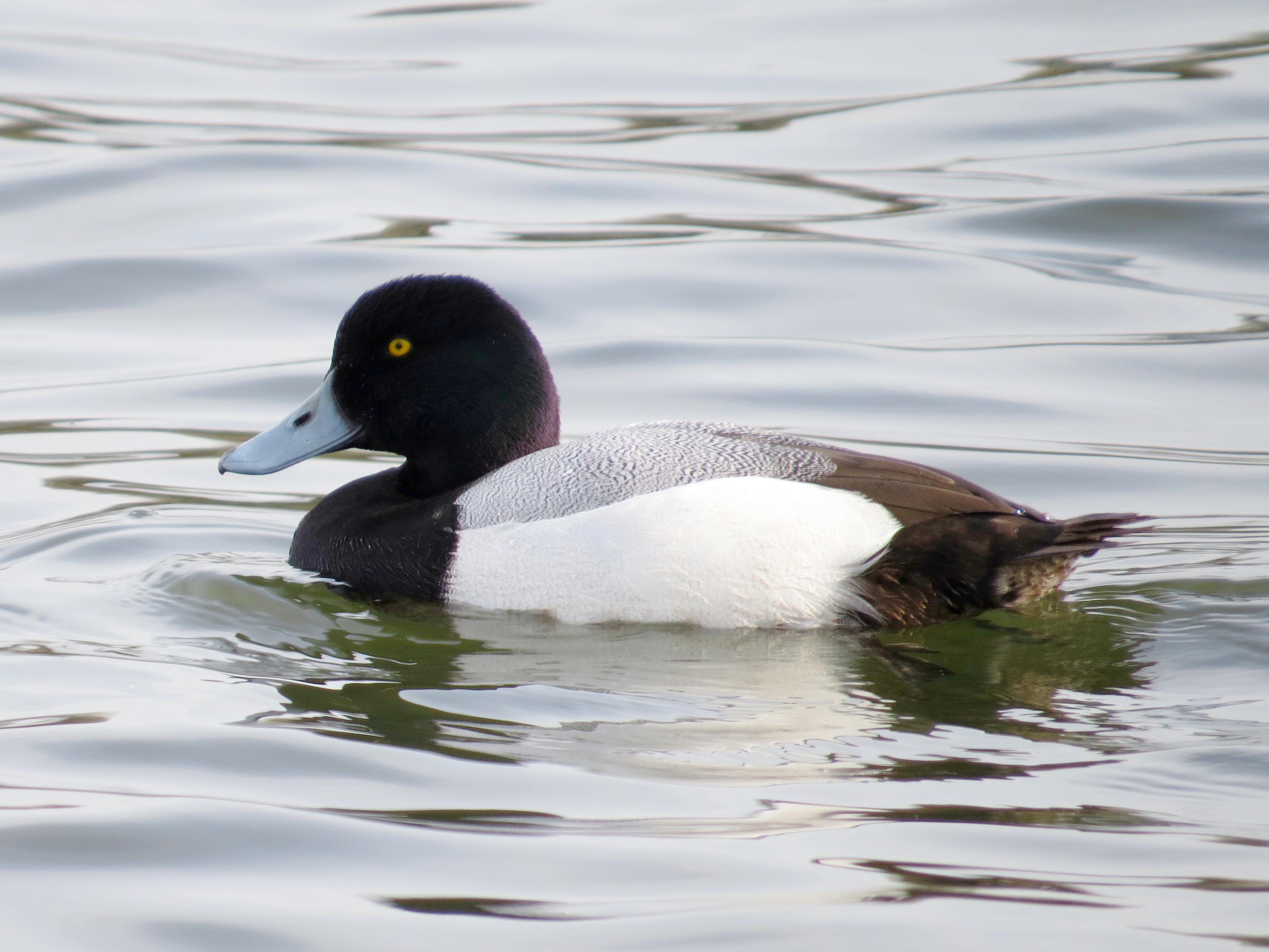 Porrón bastardo (Aythya marila)