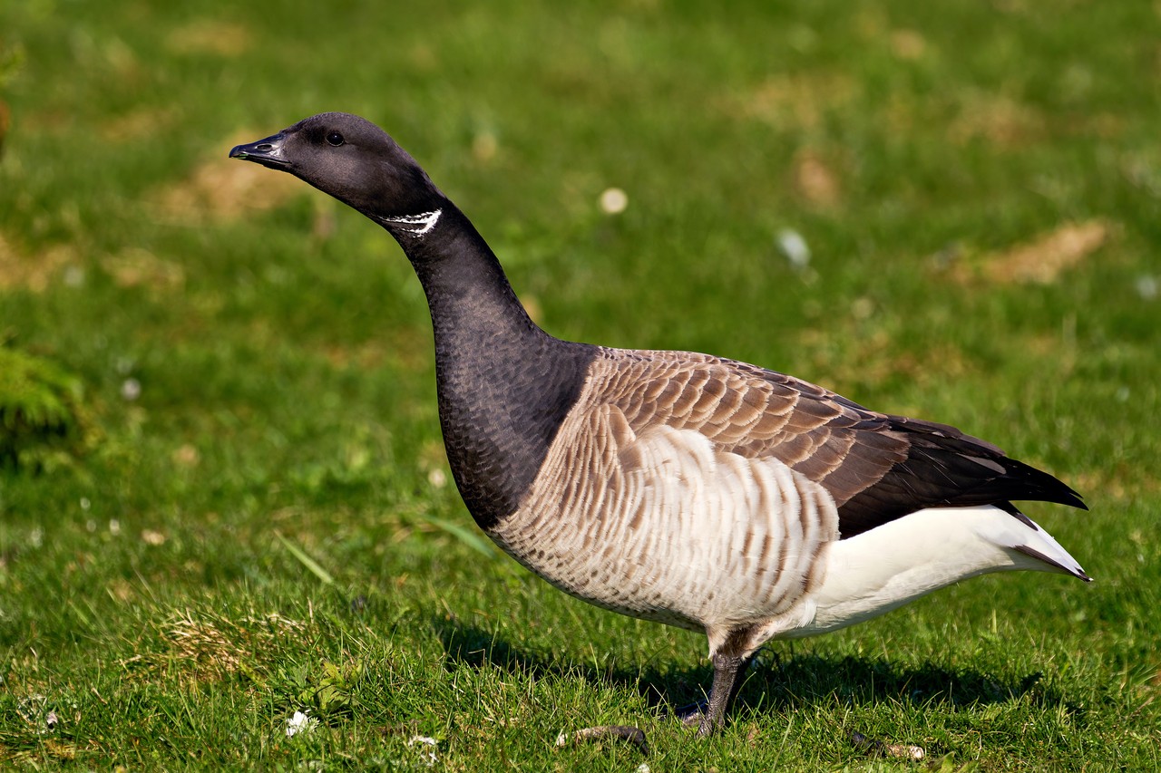 Barnacla carinegra (Branta bernicla)