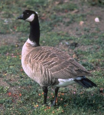 Barnacla canadiense chica (Branta hutchinsii)