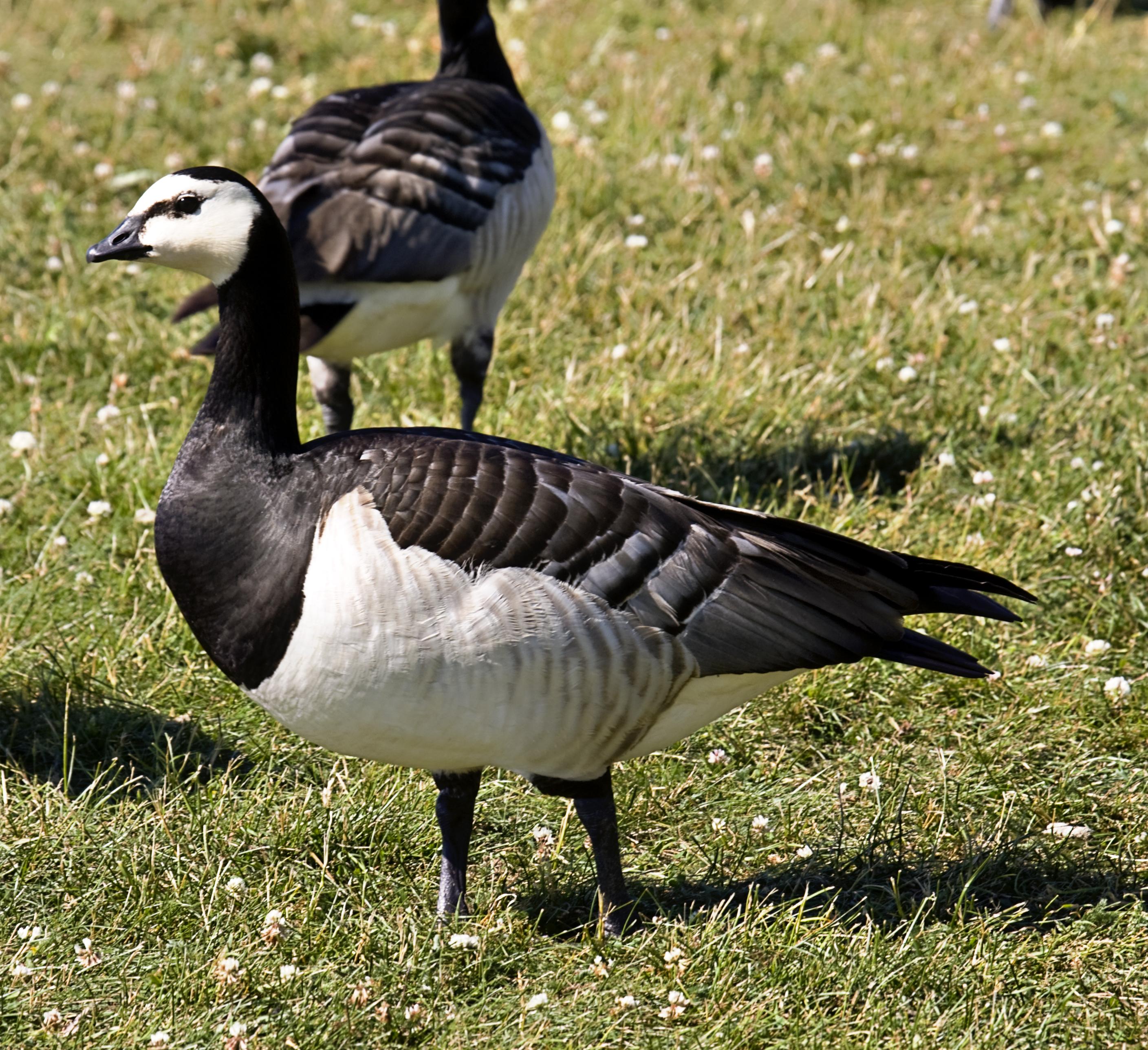 Barnacla cariblanca (Branta leucopsis)