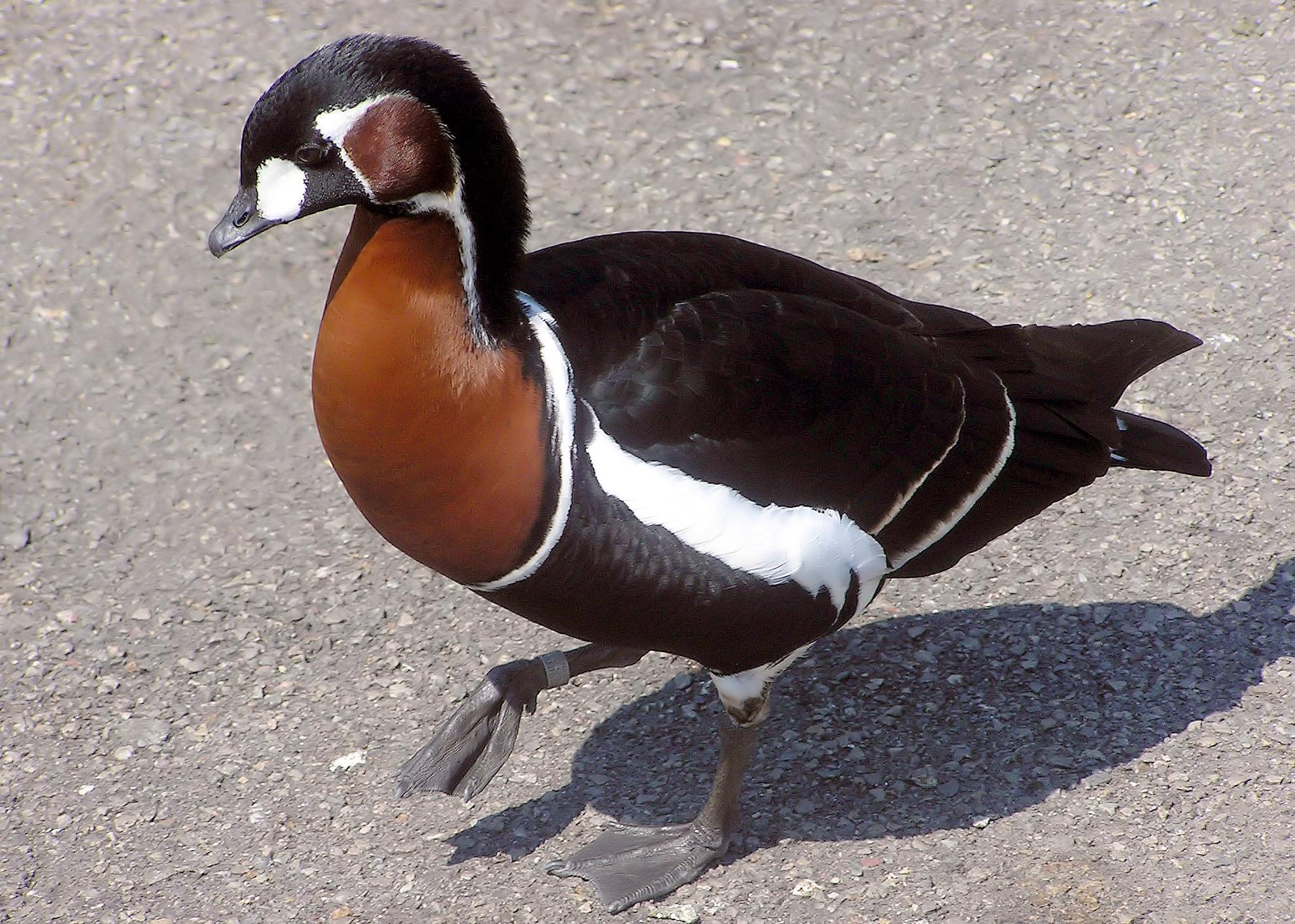 Barnacla cuellirroja (Branta ruficollis)