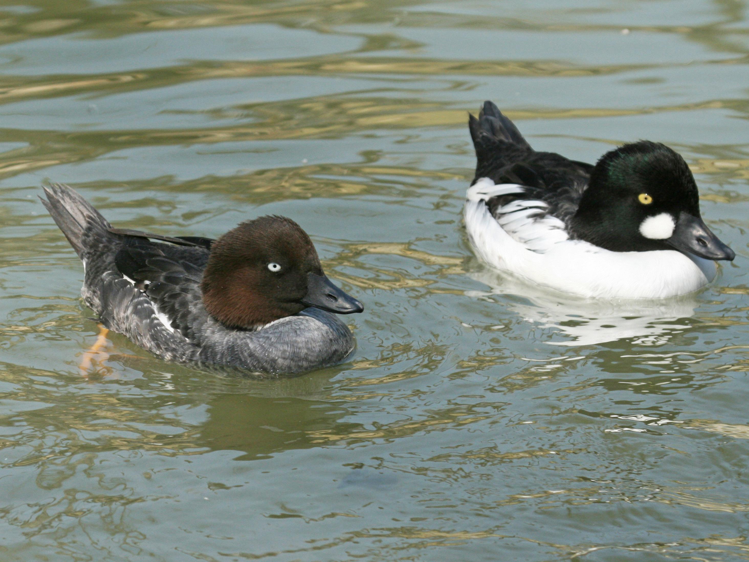 Porrón osculado (Bucephala clangula)