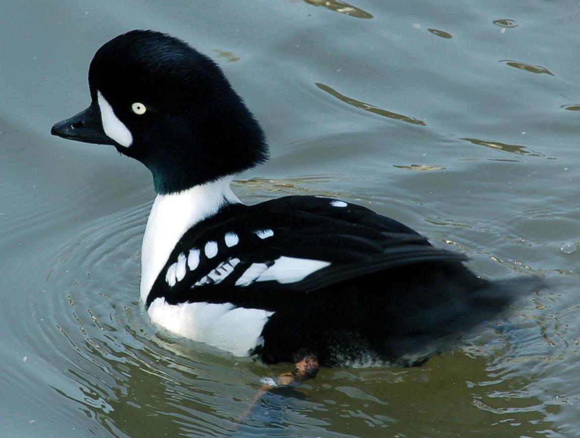 Porrón islándico (Bucephala islandica)