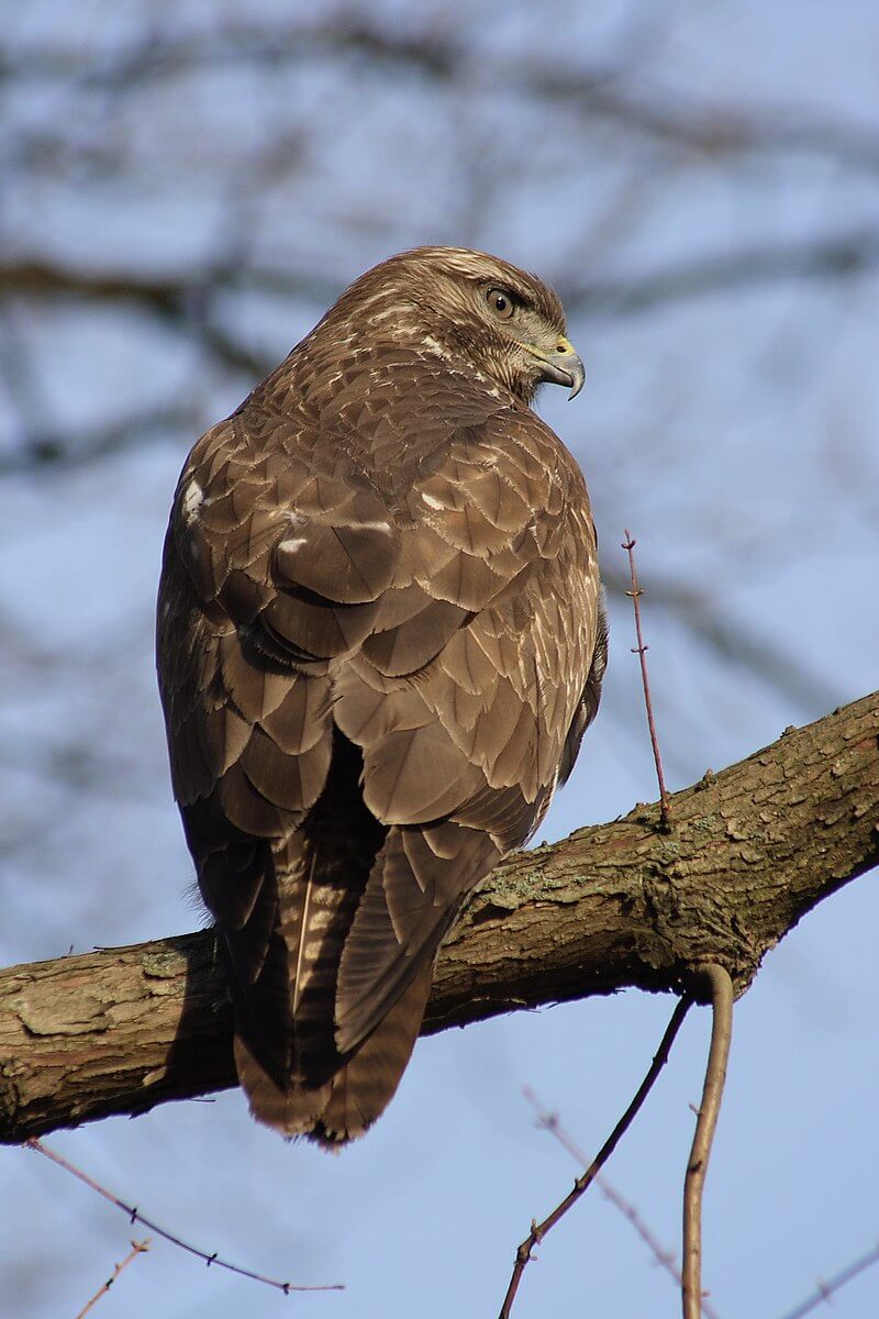 Busardo ratonero (Buteo buteo)