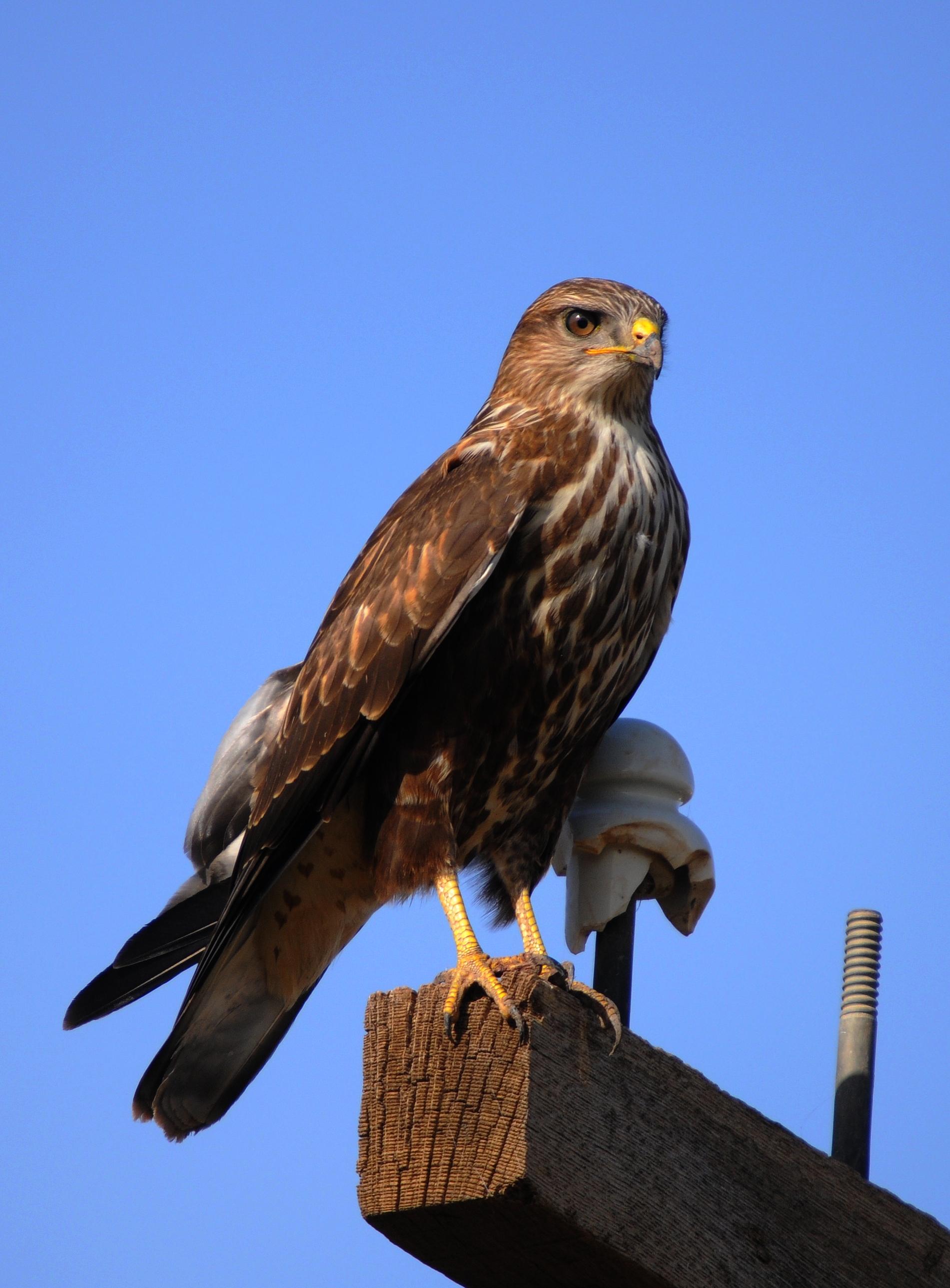 Busardo moro (Buteo rufinus)