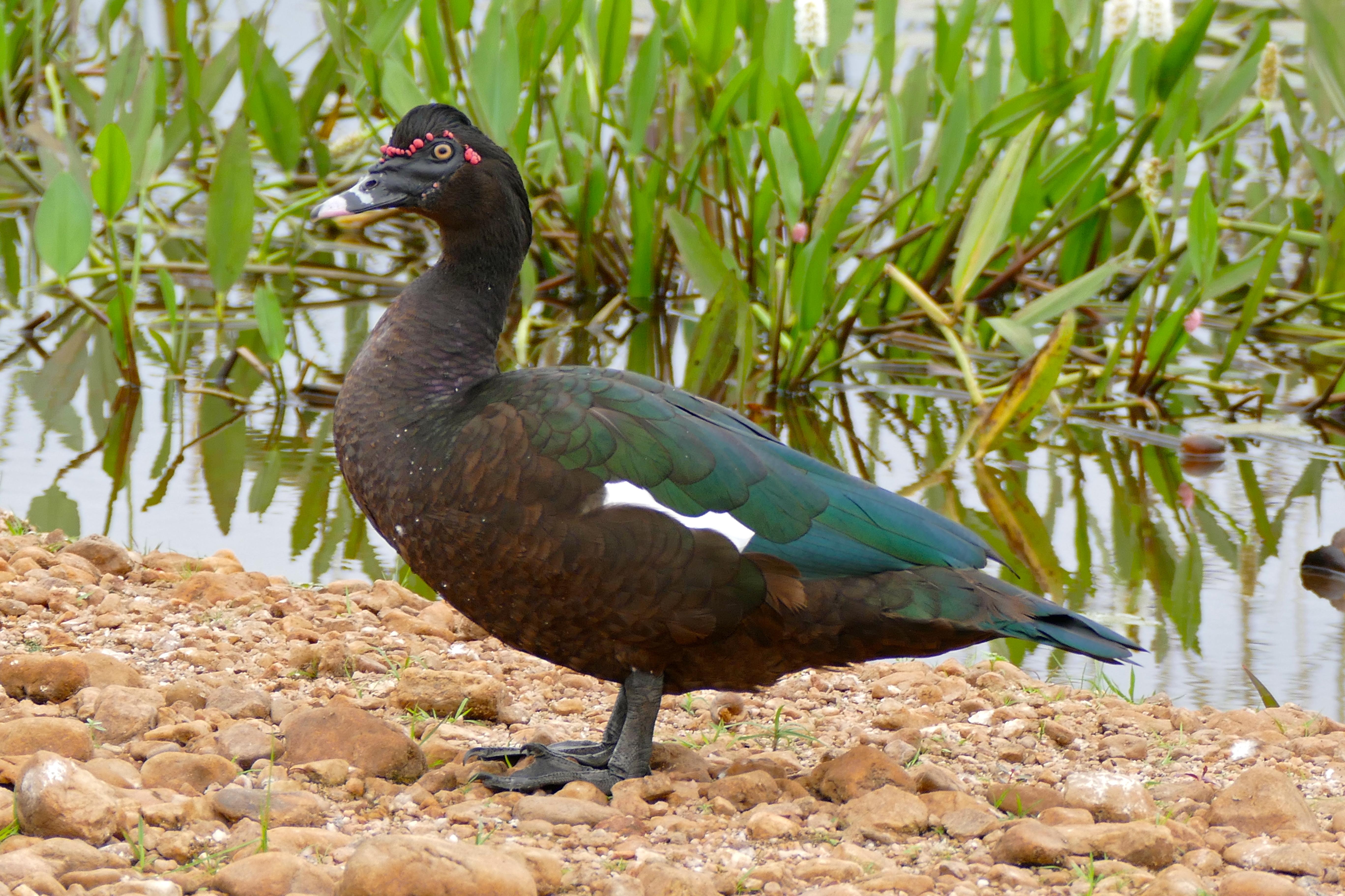 Pato criollo (Cairina moschata)