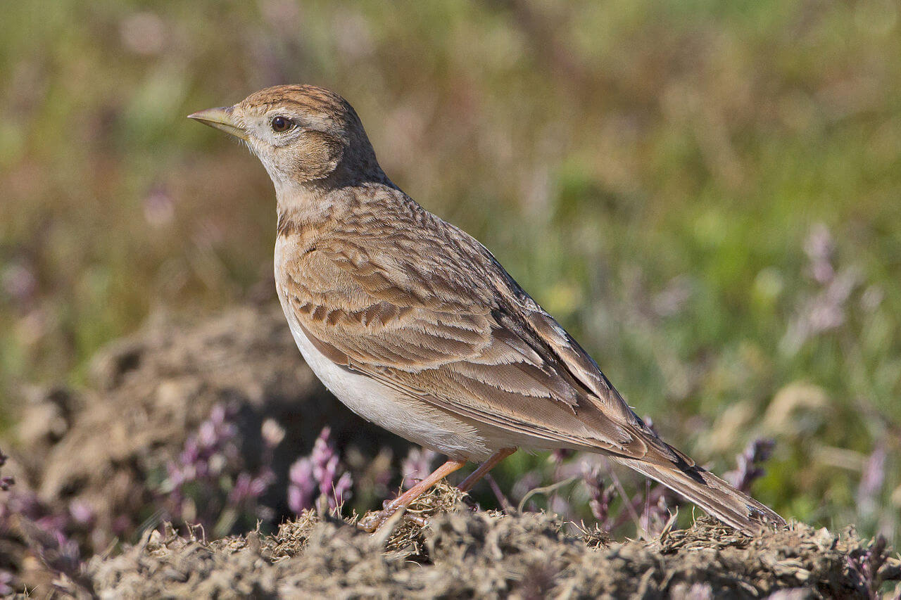 Terrera común (Calandrella brachydactyla)
