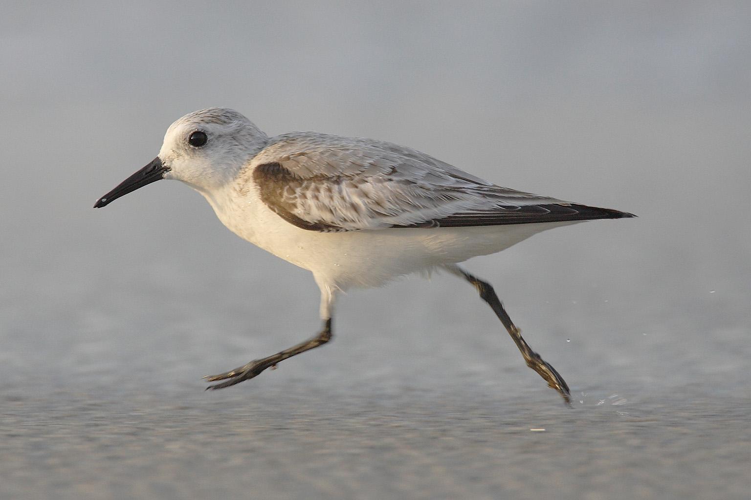 Correlimos tridáctilo (Calidris alba)