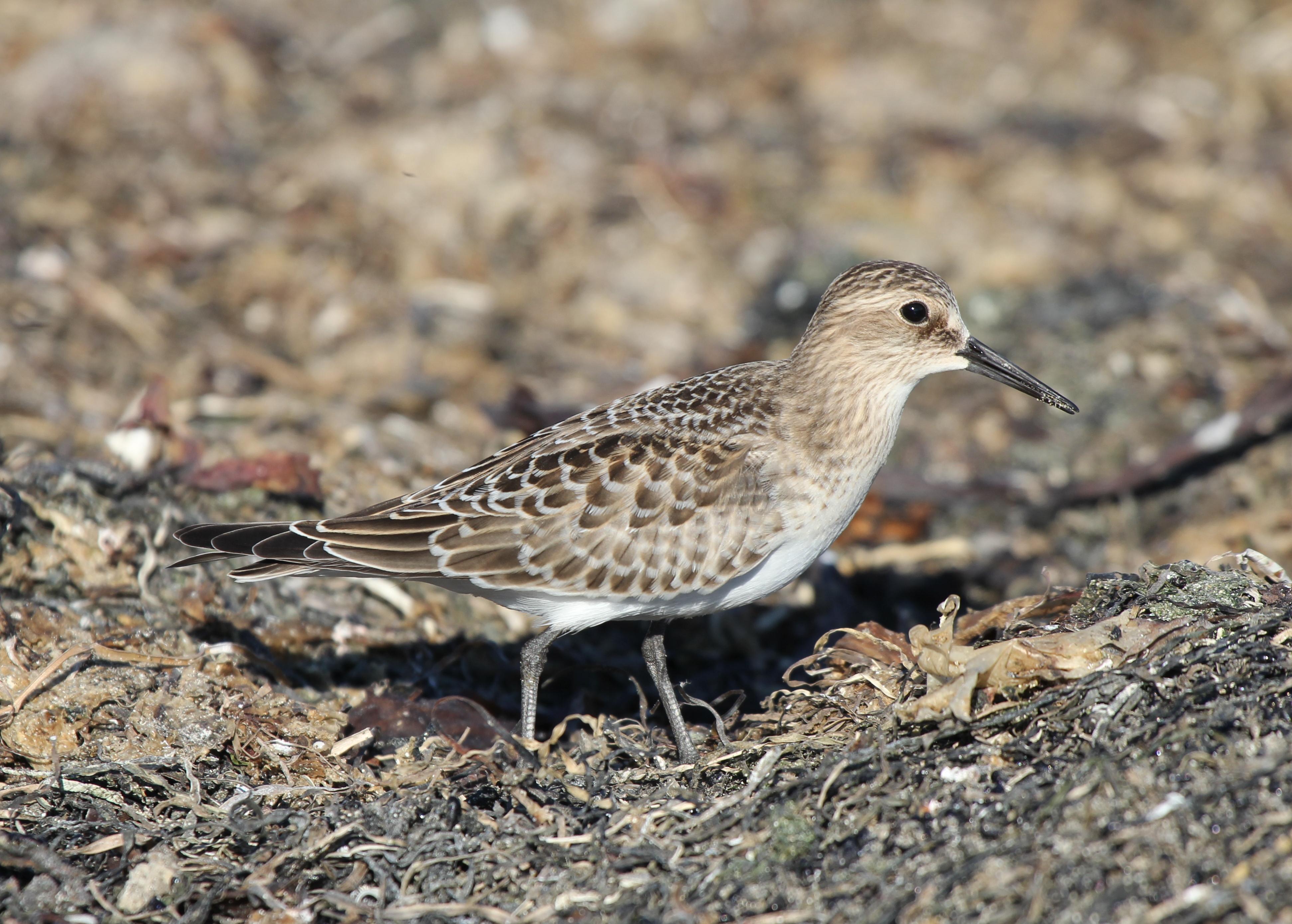 Correlimos de Baird (Calidris bairdii)