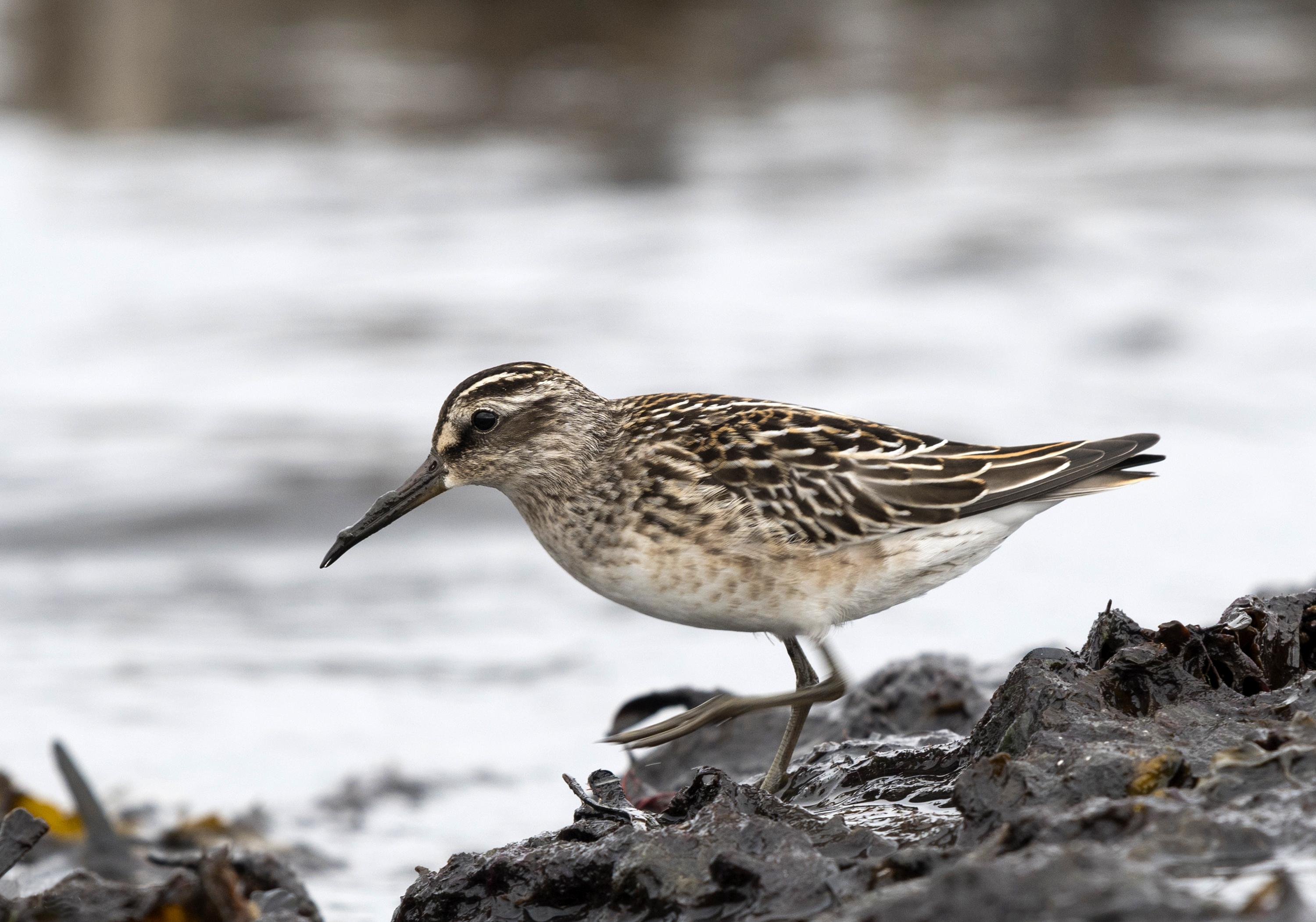 Correlimos falcinelo (Calidris falcinellus)