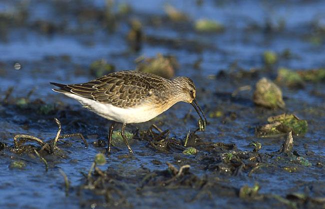 Correlimos zarapitín (Calidris ferruginea)