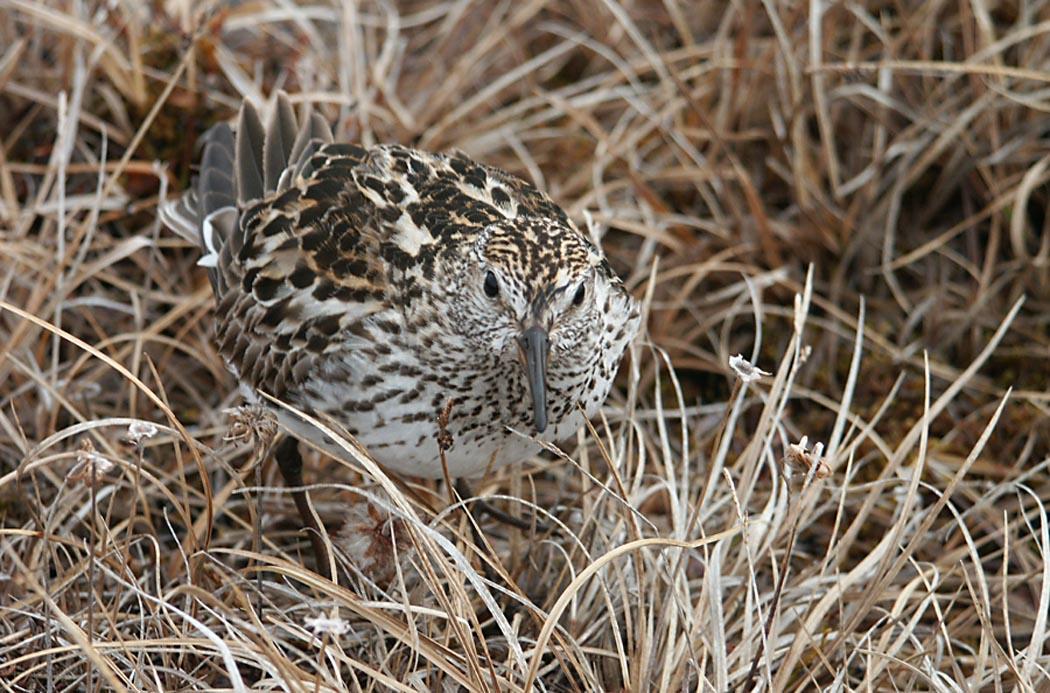 Correlimos culiblanco (Calidris fuscicollis)
