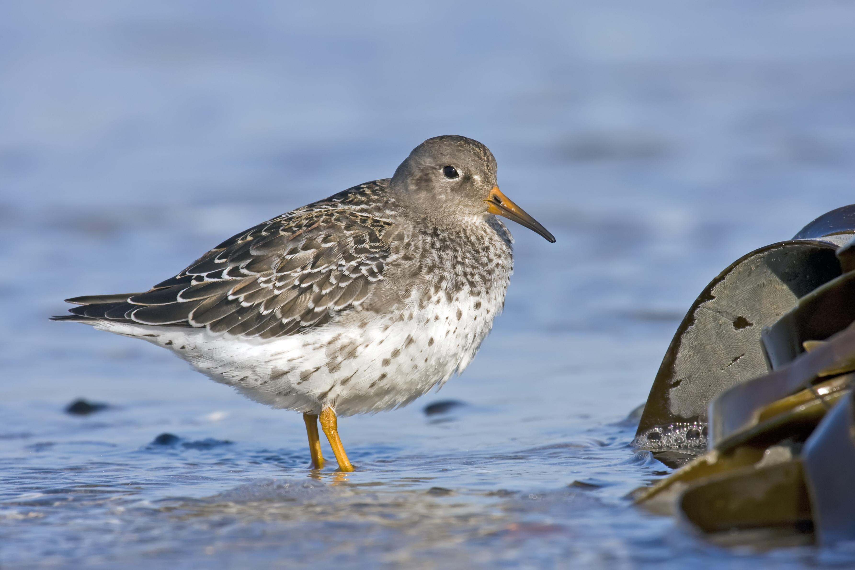Correlimos oscuro (Calidris maritima)