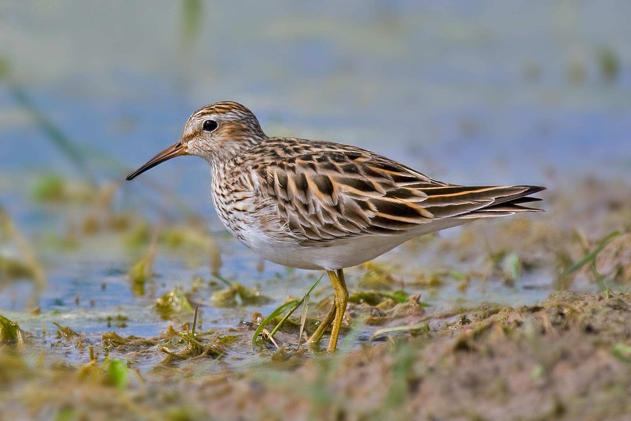 Correlimos pectoral (Calidris melanotos)