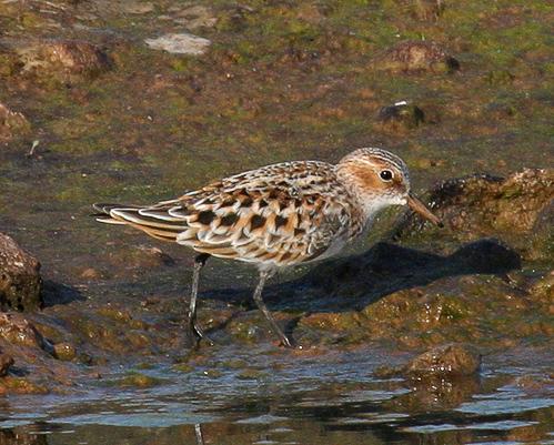 Correlimos menudo (Calidris minuta)