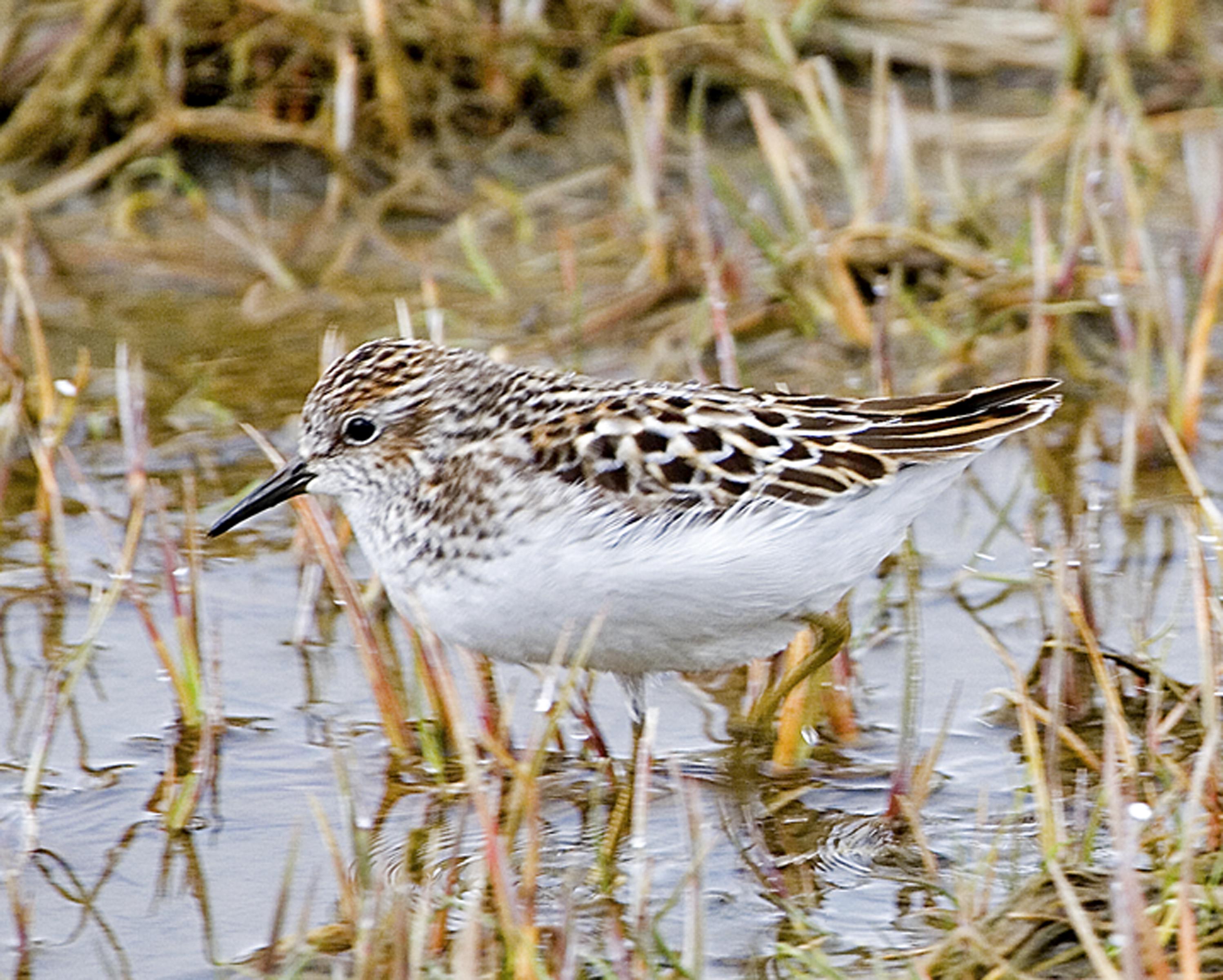 Correlimos menudillo (Calidris minutilla)