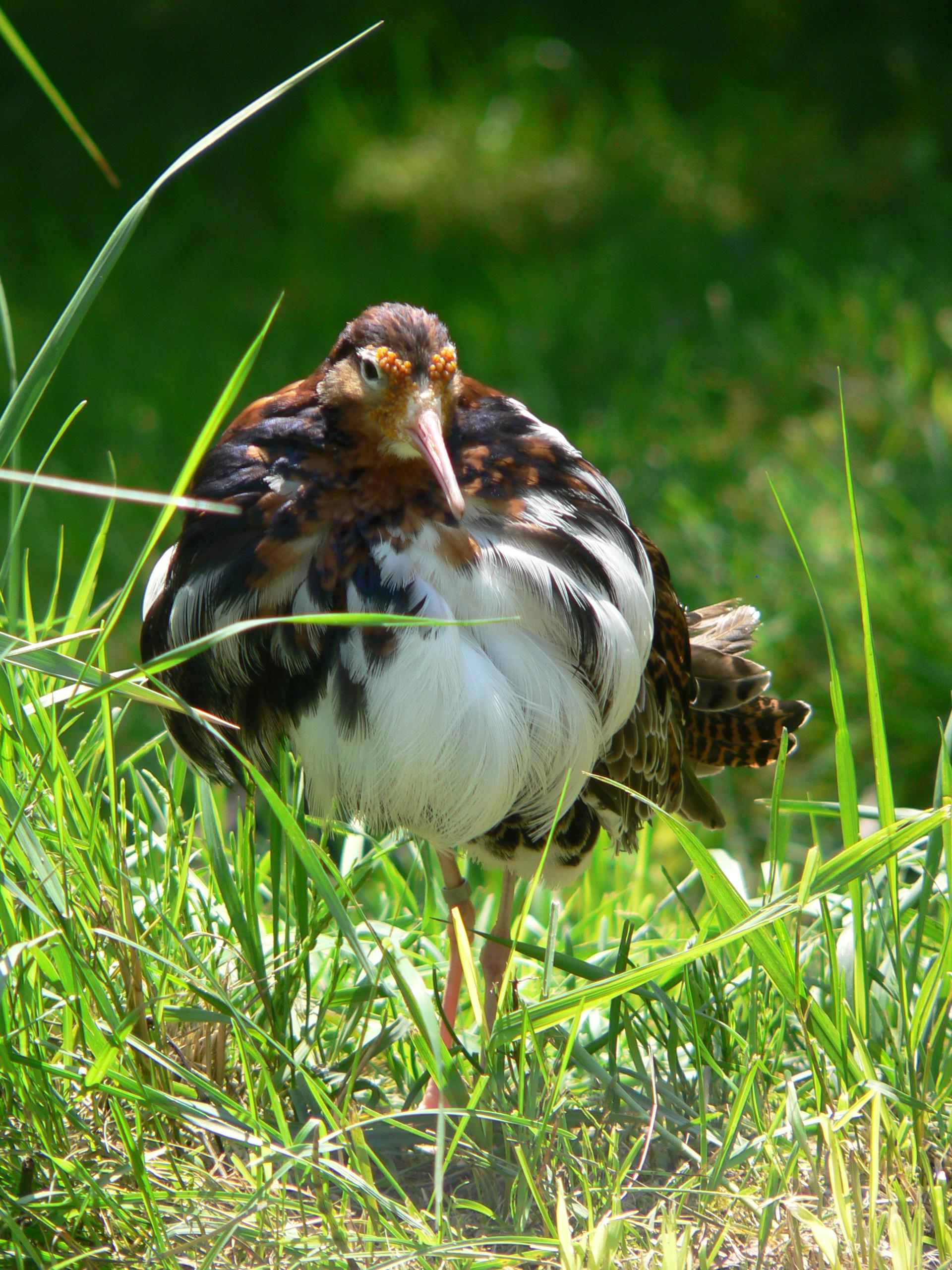 Combatiente (Calidris pugnax)