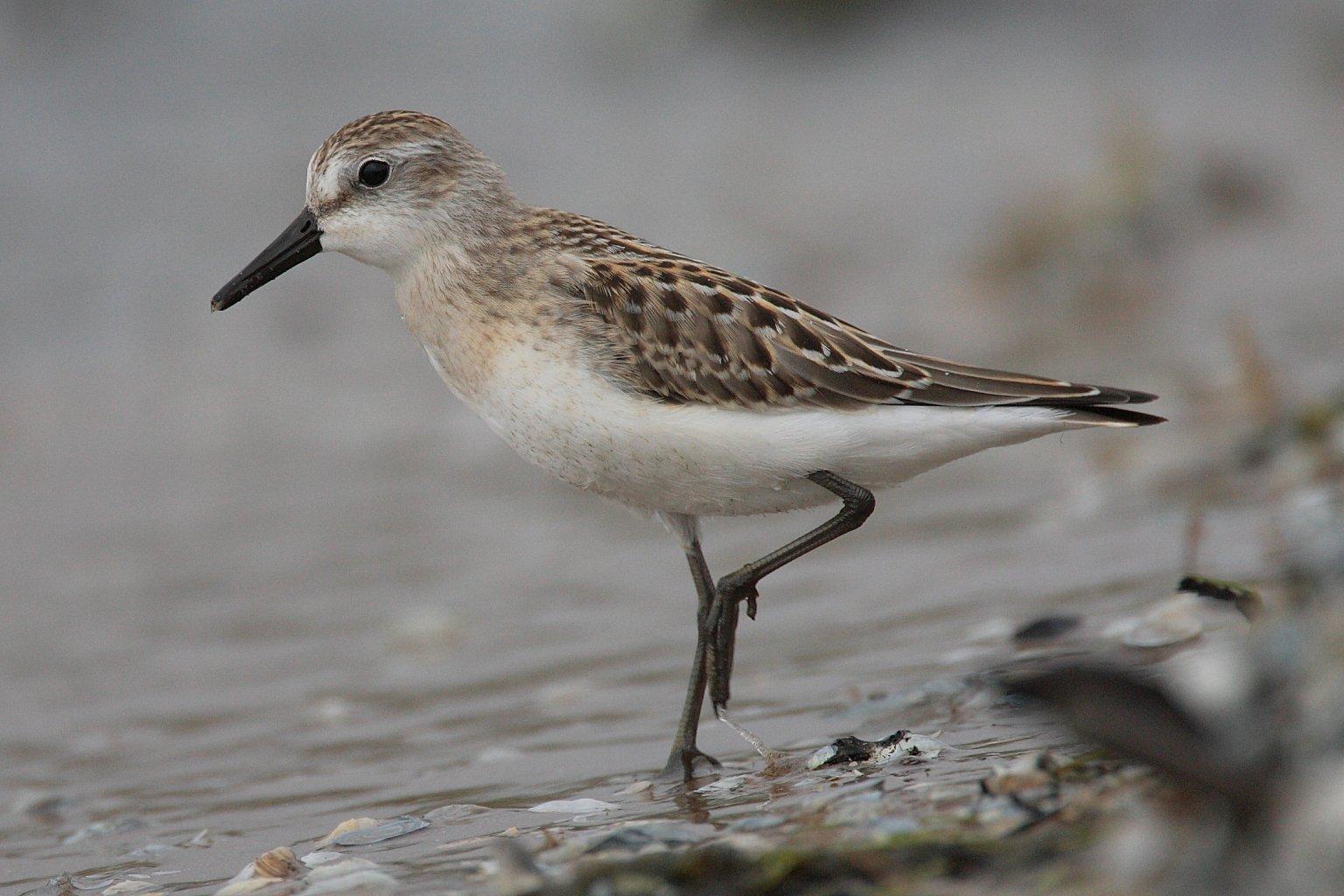 Correlimos semipalmeado (Calidris pusilla)