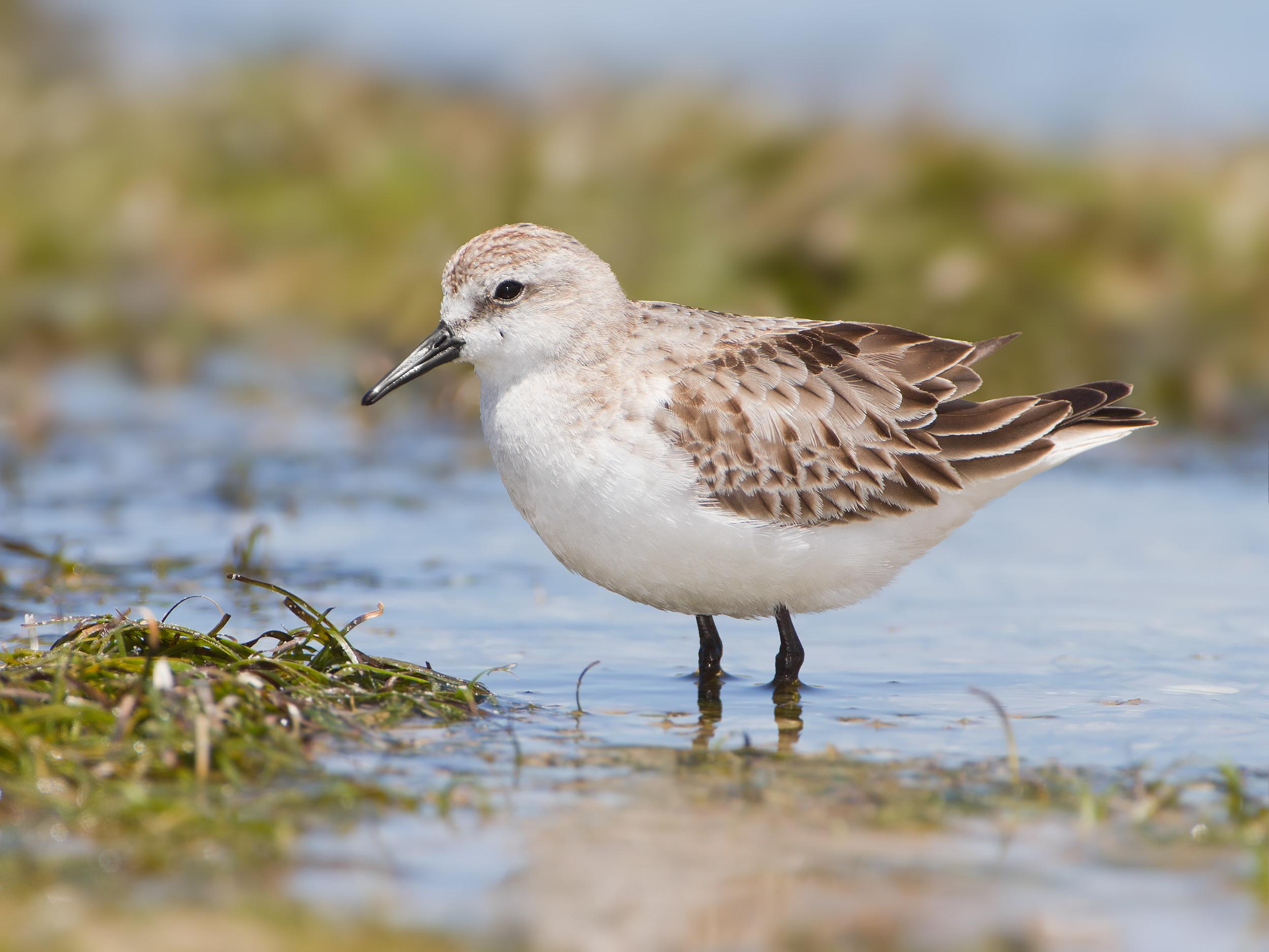 Correlimos cuellirrojo (Calidris ruficollis)