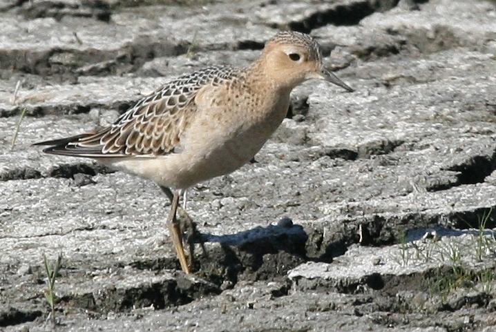 Correlimos canelo (Calidris subruficollis)