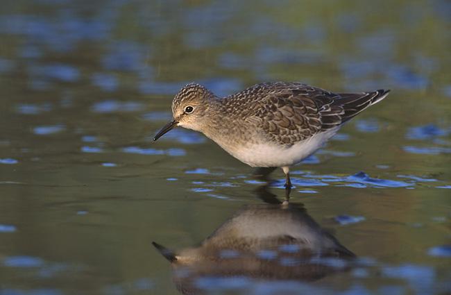 Correlimos de Temminck (Calidris temminckii)
