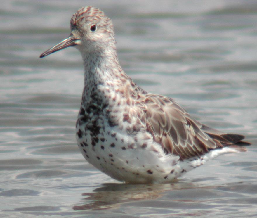 Correlimos grande (Calidris tenuirostris)
