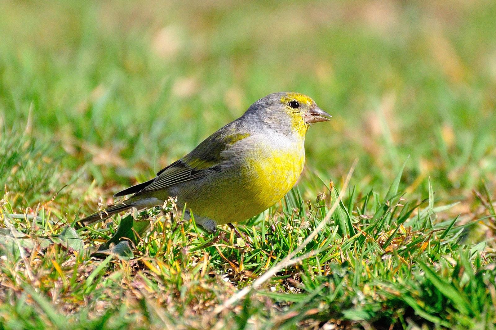 Verderón serrano (Carduelis citrinella)