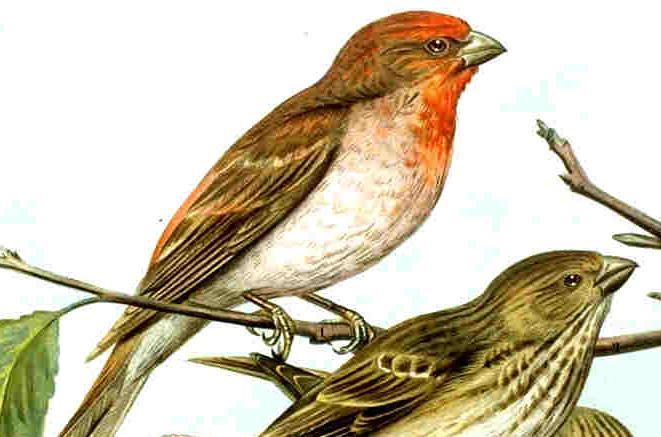 Camachuelo carminoso (Carpodacus erythrinus)